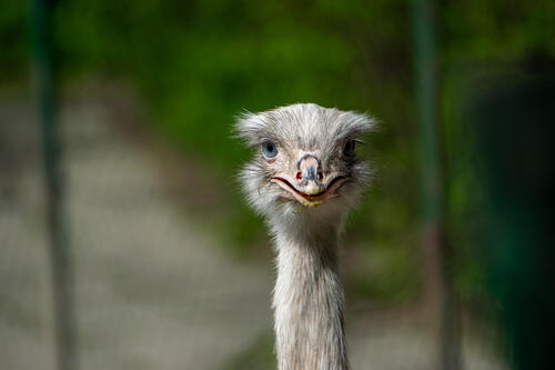 Ostritch portrait